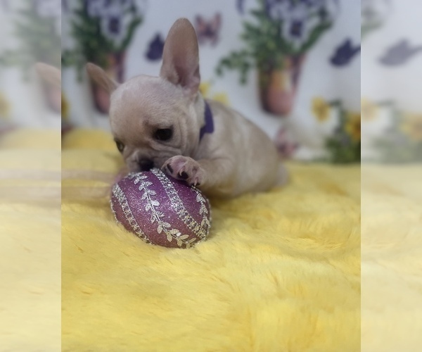 Full screen Photo #9 French Bulldog Puppy For Sale in ADELAIDE, WA, USA