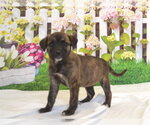 Small #1 Mutt