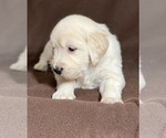 Small Photo #5 Goldendoodle Puppy For Sale in MORGANTOWN, IN, USA