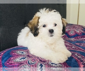 Medium Lhasa Apso-Lhasa-Poo Mix