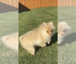 Puppy Jax Pomeranian