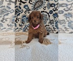 Small #1 Pomapoo (Toy)