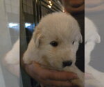 Russet Spud - Male Great Pyrenees Dog for Adoption - Small photo