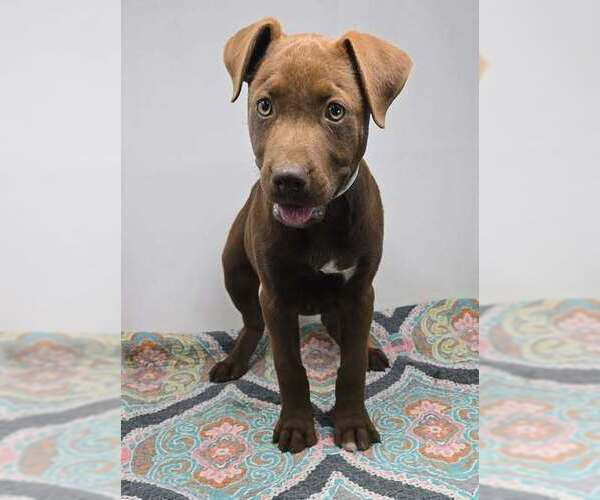 Medium Photo #12 Labrador Retriever-Unknown Mix Puppy For Sale in Brewster, NY, USA