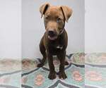 Small #11 Labrador Retriever Mix