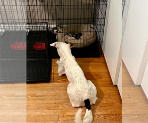 Zoe AKA Dottie - Female Bogle Dog for Adoption - Photo #5