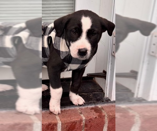 Medium Photo #1 Border Collie Puppy For Sale in Minneapolis, MN, USA