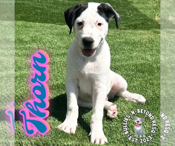 Medium Photo #7 Staffordshire Bull Terrier-Unknown Mix Puppy For Sale in Omaha, NE, USA
