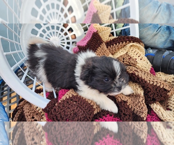 Medium Photo #2 Shiranian Puppy For Sale in GREENWOOD, WI, USA