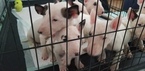 Small Photo #49 Bull Terrier Puppy For Sale in JACKSON, MI, USA