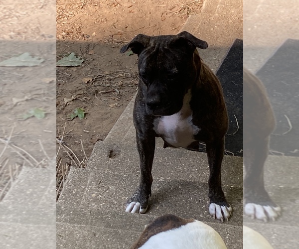 Medium Photo #1 American Pit Bull Terrier-Bullypit Mix Puppy For Sale in MARBLE FALLS, AR, USA