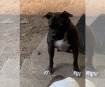 Small Photo #1 American Pit Bull Terrier-Bullypit Mix Puppy For Sale in MARBLE FALLS, AR, USA
