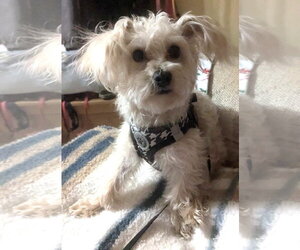 TEDDY - Male Maltese-Unknown Mix Dog for Adoption - Photo #5
