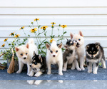 Image preview for Ad Listing. Nickname: Litter of 6