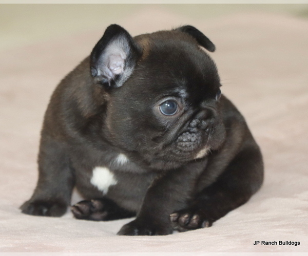 Medium Photo #2 French Bulldog Puppy For Sale in WINNSBORO, TX, USA