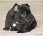 Small #1 French Bulldog