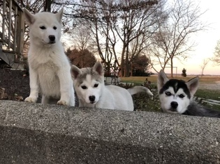 Siberian Husky Puppy for sale in LAFAYETTE, IN, USA