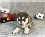 Small Photo #2 Pomsky Puppy For Sale in OCALA, FL, USA
