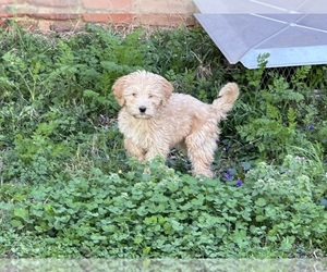 Goldendoodle Puppy for sale in HENDERSONVILLE, TN, USA