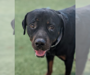 Rottweiler Dogs for adoption in Hillsboro, NH, USA