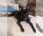 Small #17 American Pit Bull Terrier Mix