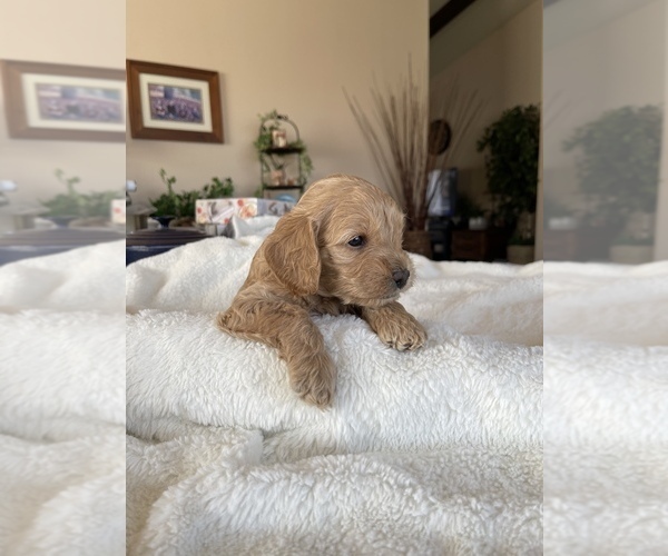 Medium Photo #2 Cavapoo Puppy For Sale in ORCUTT, CA, USA