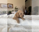 Small Photo #2 Cavapoo Puppy For Sale in ORCUTT, CA, USA