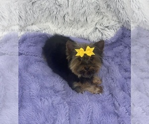 Yorkshire Terrier Puppy for sale in SANDY HOOK, KY, USA