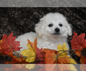 Bichpoo Puppy for sale in ELDORADO, OH, USA