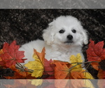 Small Bichpoo