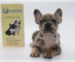 Small Photo #3 French Bulldog Puppy For Sale in ROSWELL, GA, USA