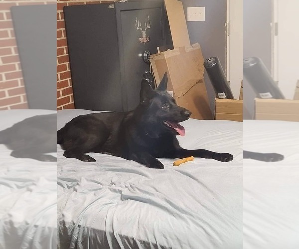 Medium Photo #1 German Shepherd Dog Puppy For Sale in MARYSVILLE, PA, USA