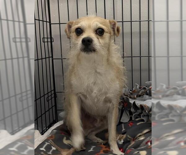 Medium Photo #1 Chihuahua-Unknown Mix Puppy For Sale in Redlands, CA, USA