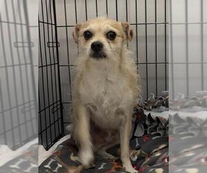 Chihuahua-Unknown Mix Dogs for adoption in Redlands, CA, USA