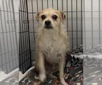 TOBY - Male Chihuahua-Unknown Mix Dog for Adoption - Small photo