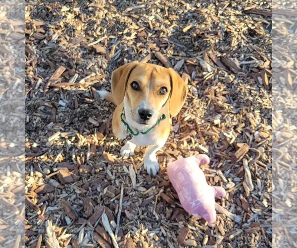 Medium Photo #3 Doxle Puppy For Sale in Las Vegas, NV, USA