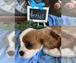 Small #2 Cavalier King Charles Spaniel