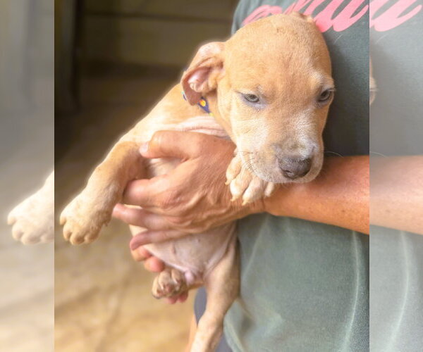 Medium Photo #4 Mutt Puppy For Sale in Jackson, MS, USA