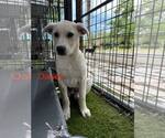 Small #1 Anatolian Shepherd