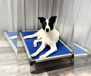 Mutt Dogs for adoption in Yardley, PA, USA