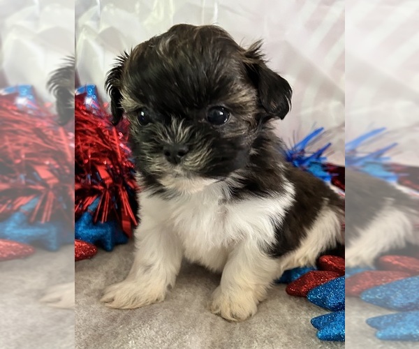 Medium Photo #1 Shih Tzu Puppy For Sale in DENTON, MD, USA