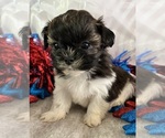 Puppy Abel Shih Tzu