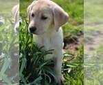 Small Photo #8 Labrador Retriever Puppy For Sale in CHARITON, IA, USA