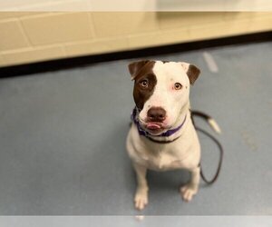 Bull Terrier-Chinese Shar-Pei Mix Dogs for adoption in Denver, CO, USA