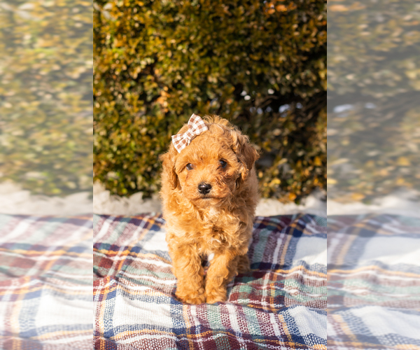 Medium Photo #5 Miniature Labradoodle Puppy For Sale in NAPPANEE, IN, USA