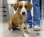 Blaze - Male Labbe Dog for Adoption - Small photo