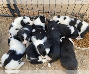Border Collie Puppy for sale in BOISE, ID, USA