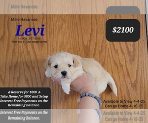 Havanese Puppy for sale in TUCSON, AZ, USA