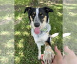 Small #5 Border Collie Mix