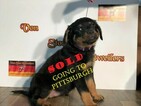 Small Photo #6 Rottweiler Puppy For Sale in WADSWORTH, OH, USA